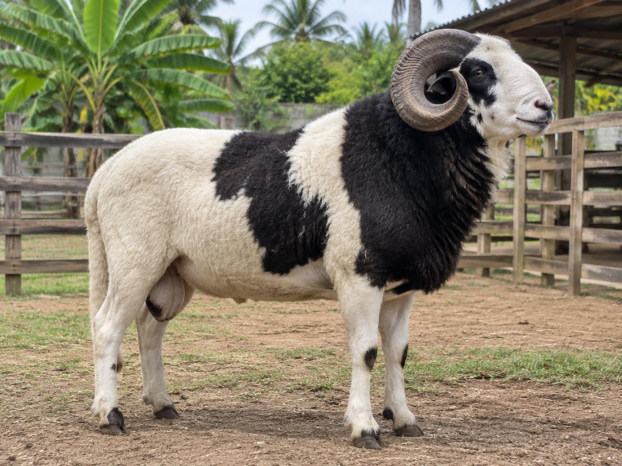 Uda Ram at Bomar Farms